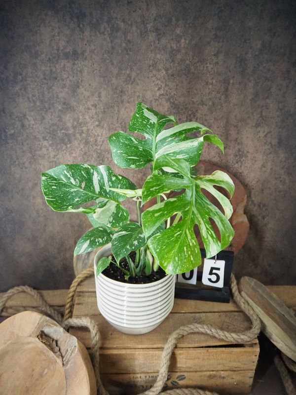 Monstera Thai Constellation #V Monstera Thai Constellation #V
