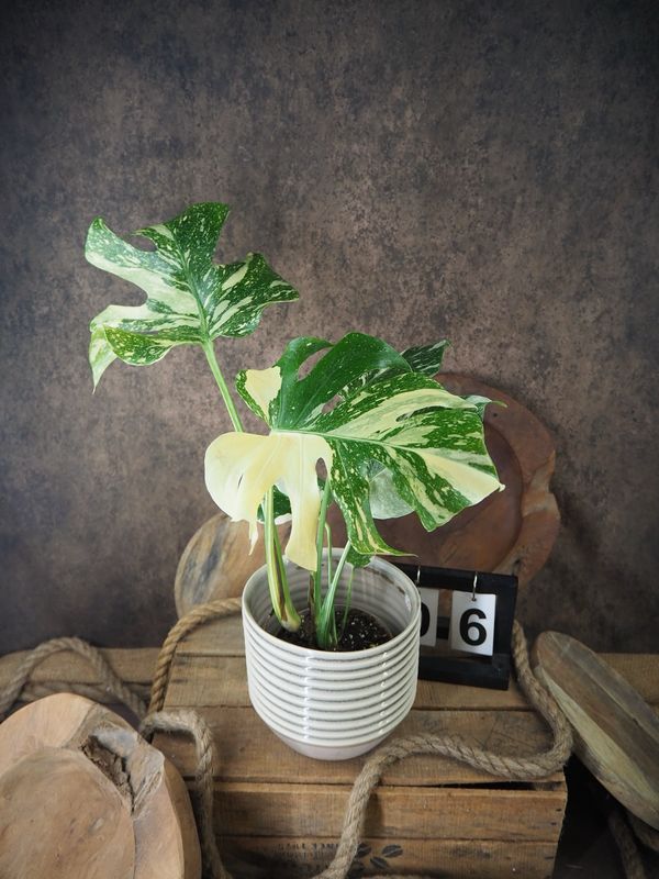 Monstera Thai Constellation #VI Monstera Thai Constellation #VI