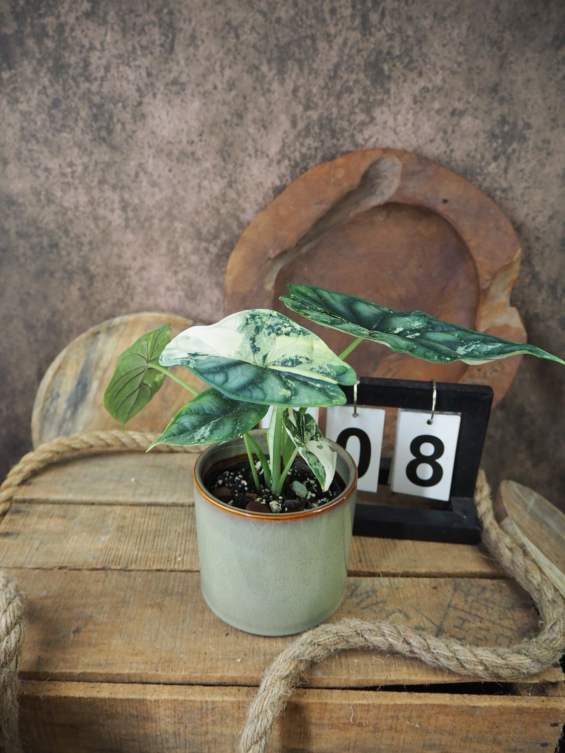 Alocaisa Dragon Scale Variegata #8