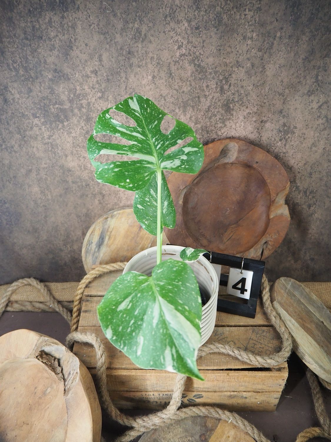 Monstera Thai Constellation S #4