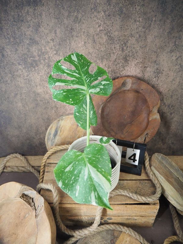 Monstera Thai Constellation S #4 Monstera Thai Constellation S #4