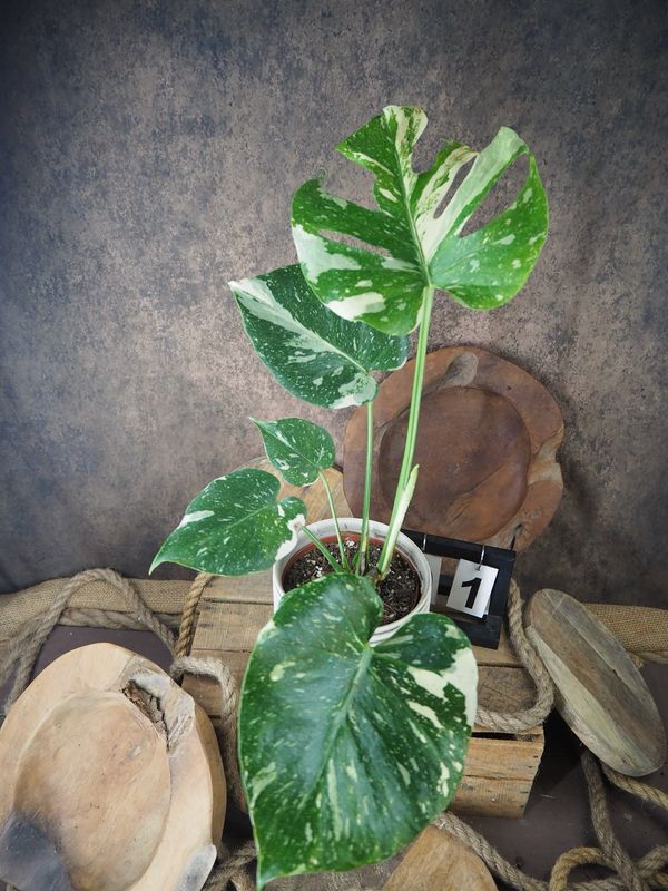 Monstera Thai Constellation #I