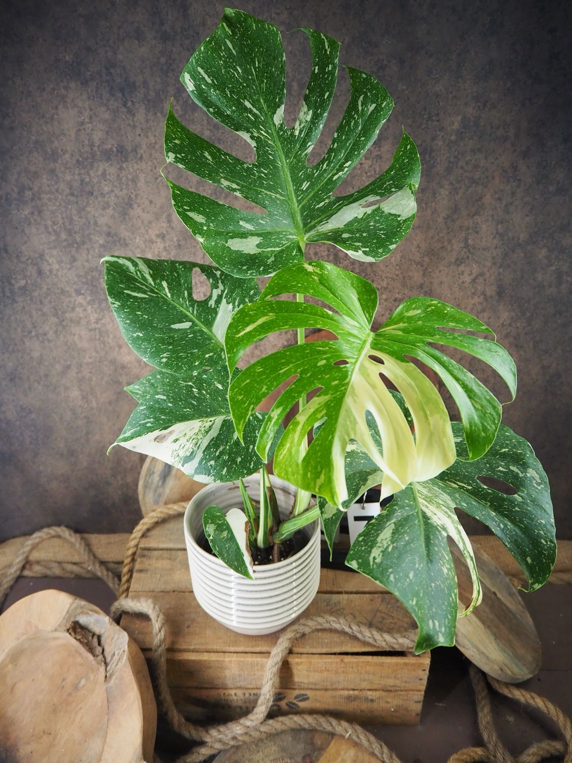 Monstera Thai Constellation #VII