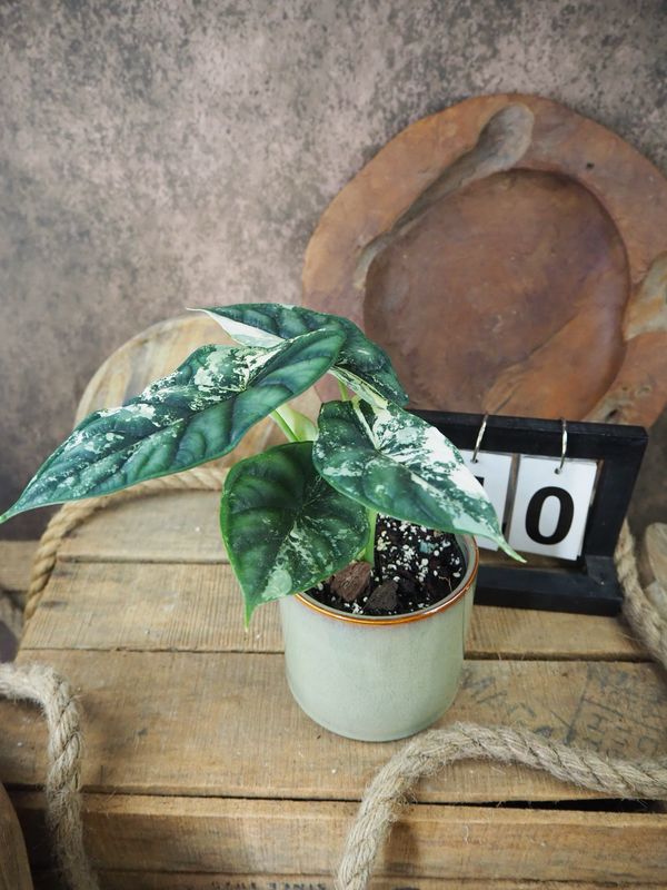 Alocaisa Dragon Scale Variegata #10 Alocaisa Dragon Scale Variegata #10