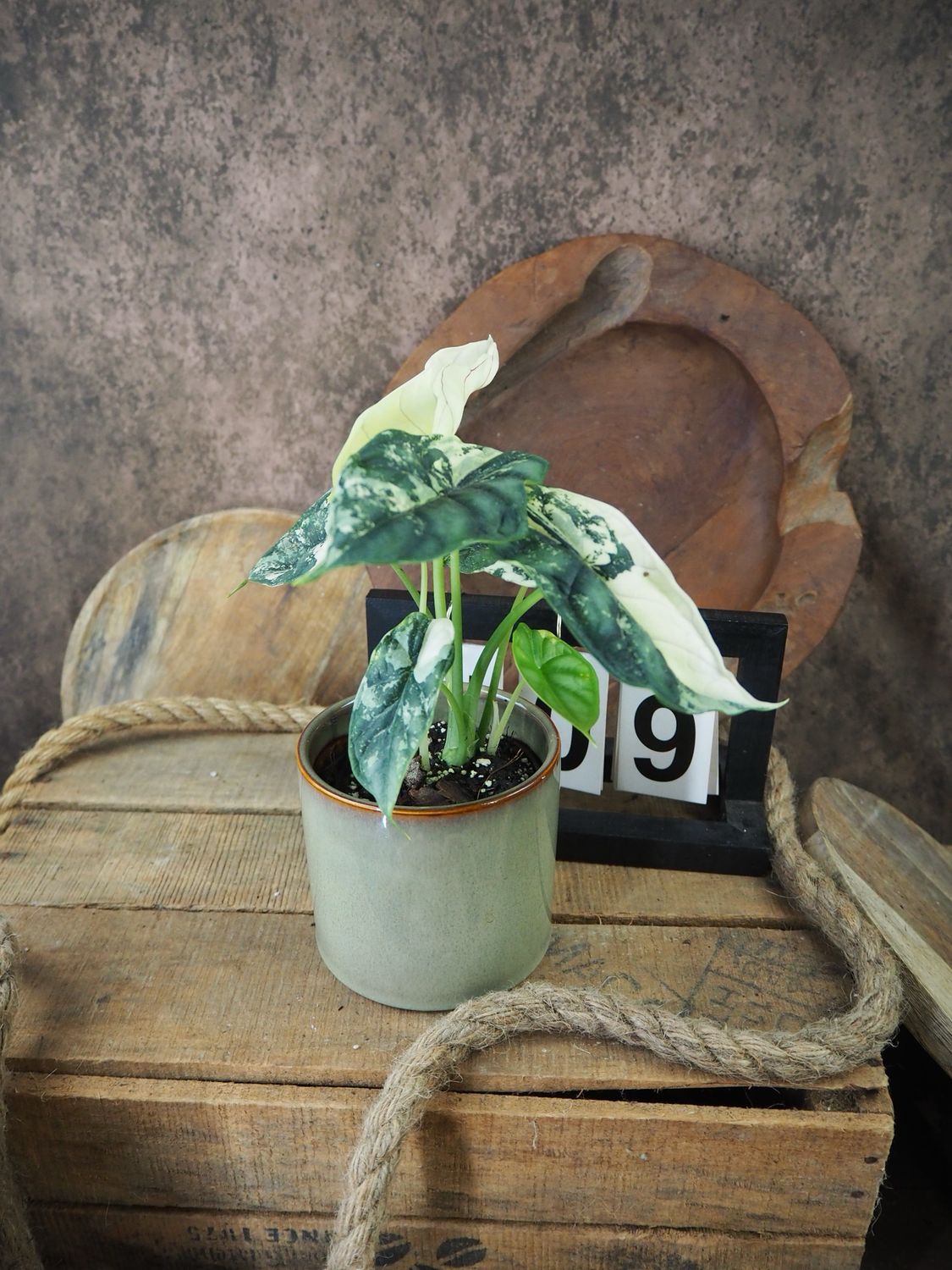 Alocaisa Dragon Scale Variegata #9