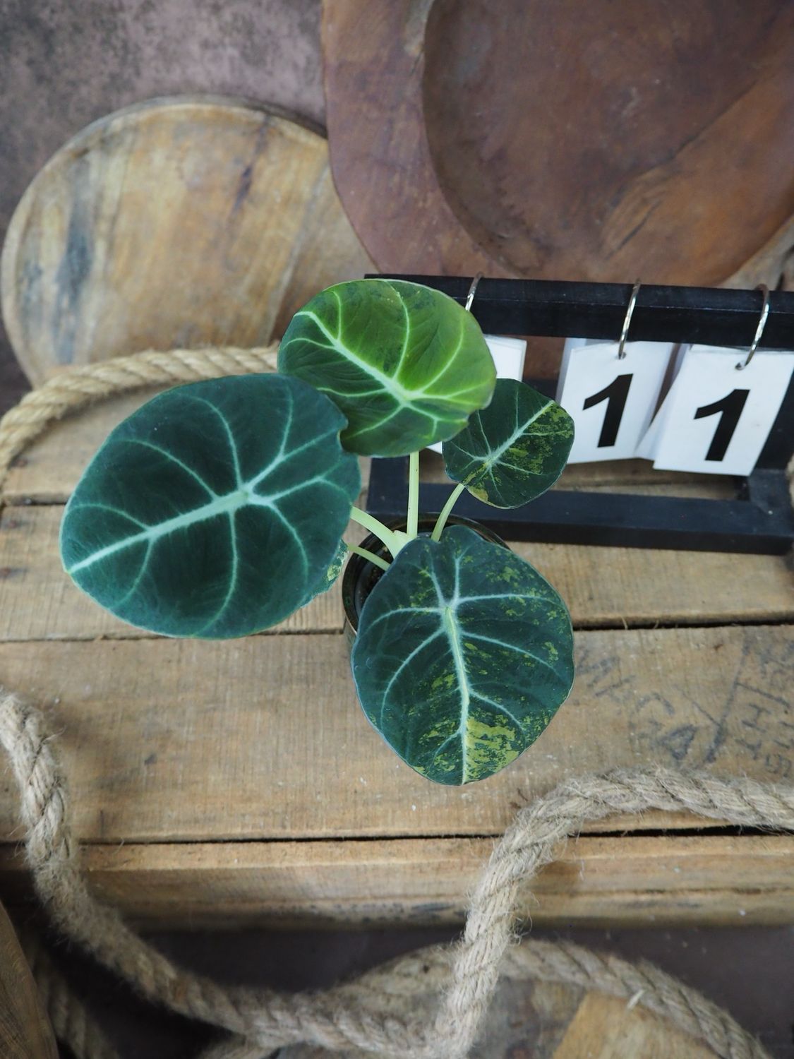 Alocasia Black Velvet Gold Variegata #11