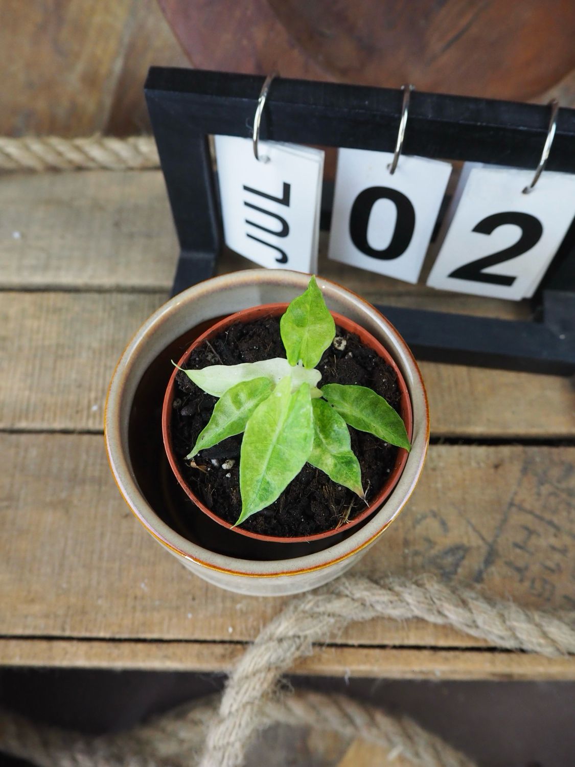 Alocasia Polly Yellow Variegata #II