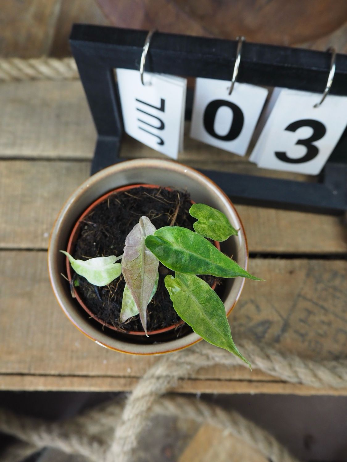 Alocasia Polly Yellow Variegata #III