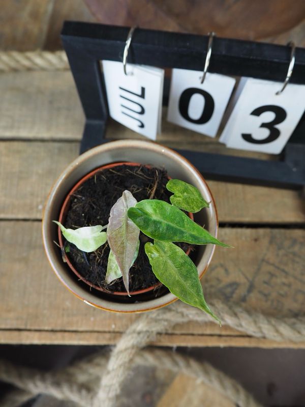 Alocasia Polly Yellow Variegata #III Alocasia Polly Yellow Variegata #III