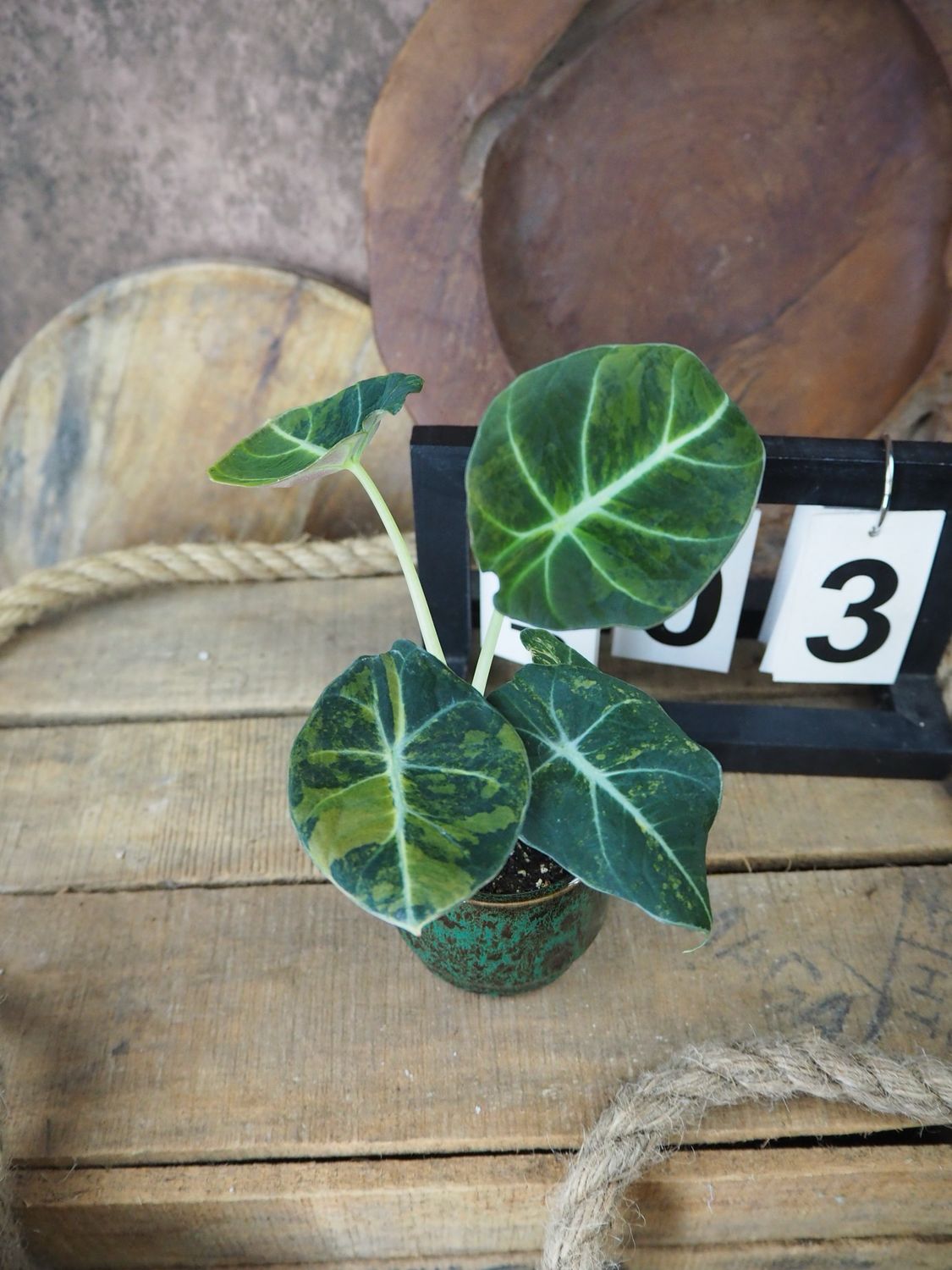 Alocasia Black Velvet Gold Variegata #3
