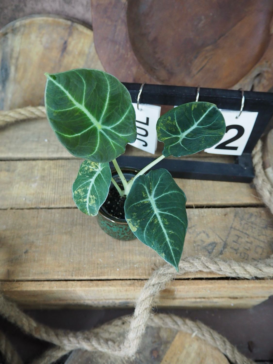 Alocasia Black Velvet Gold Variegata #12