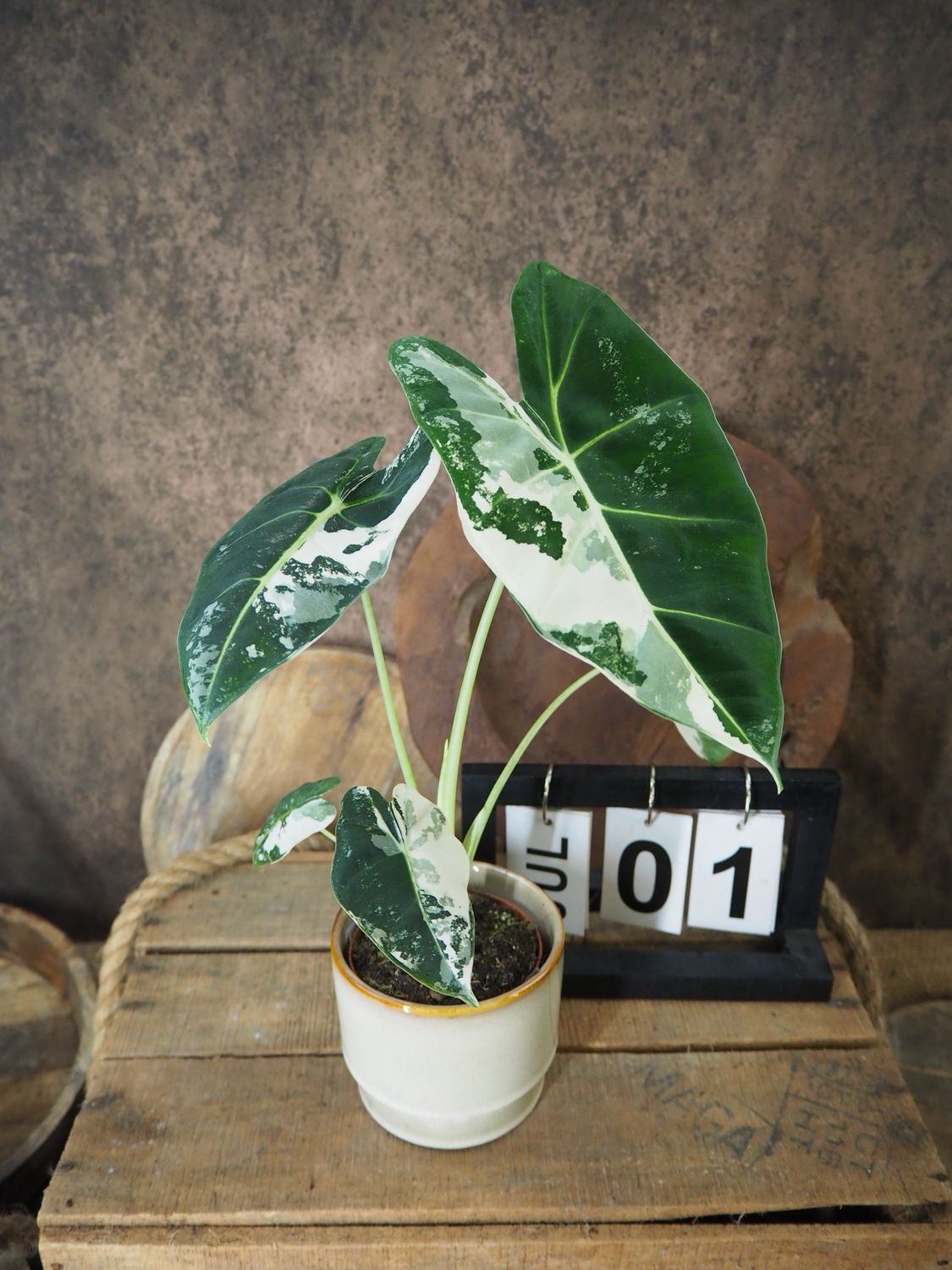 Alocasia Frydek Variegata #S1