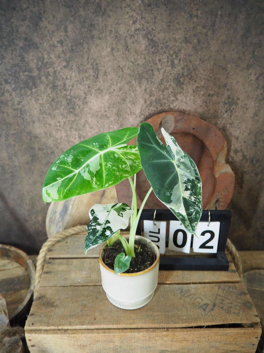 Alocasia Frydek Variegata #S2
