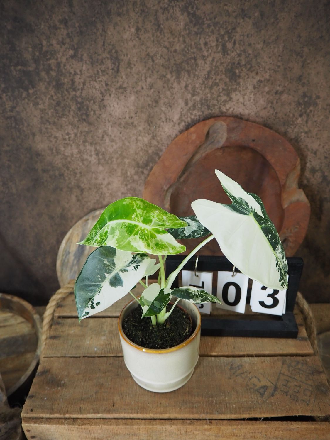 Alocasia Frydek Variegata #S3