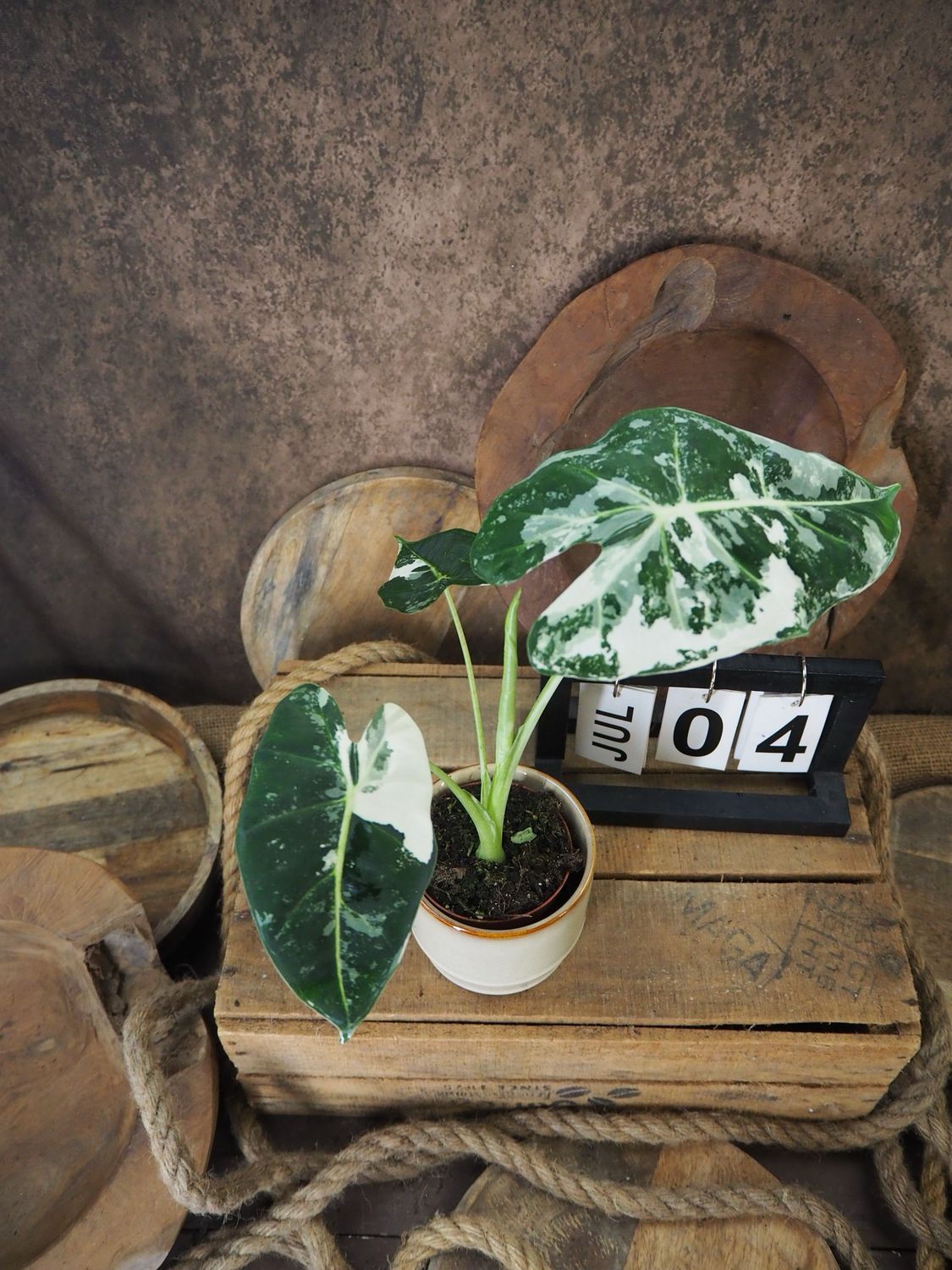 Alocasia Frydek Variegata #S4