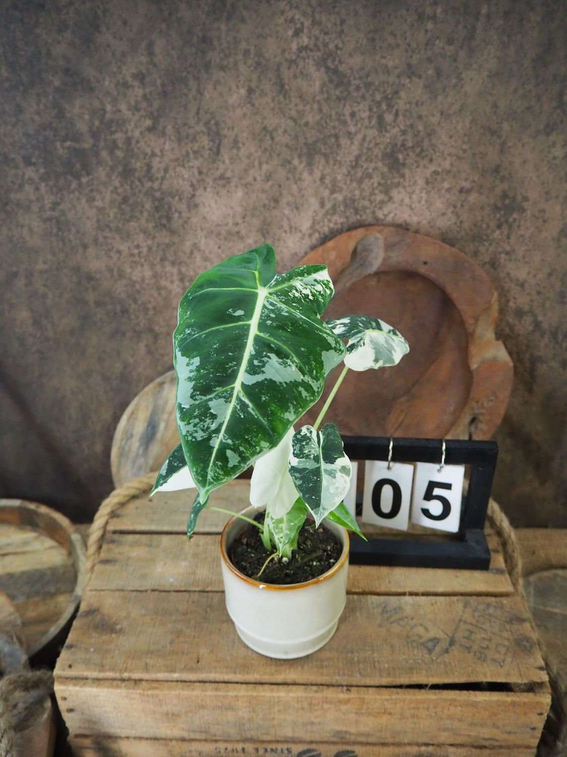 Alocasia Frydek Variegata #S5