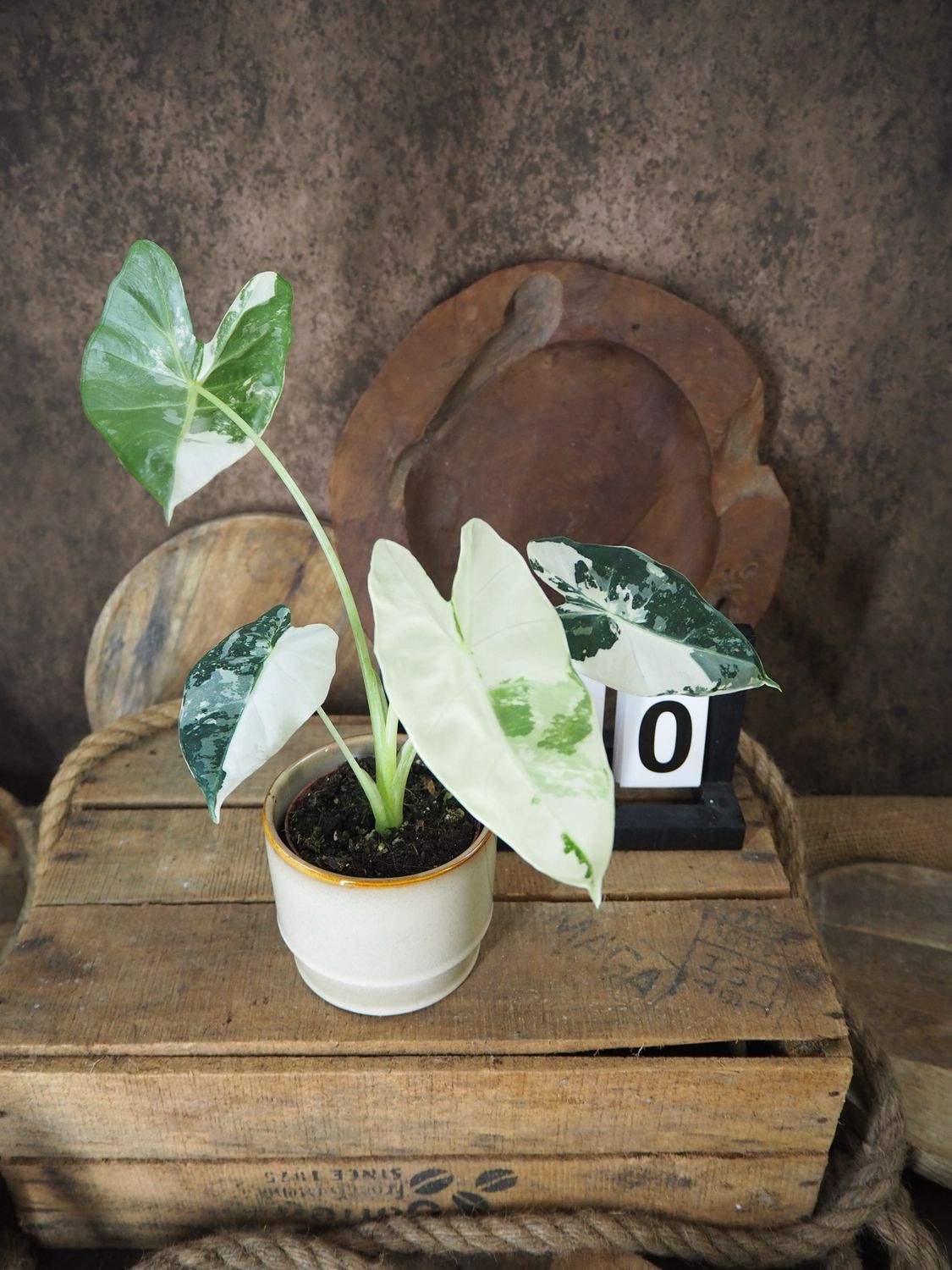 Alocasia Frydek Variegata #S10