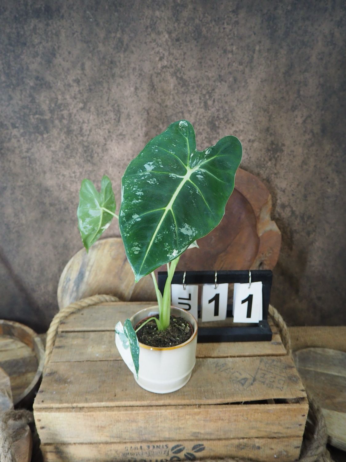 Alocasia Frydek Variegata #S11