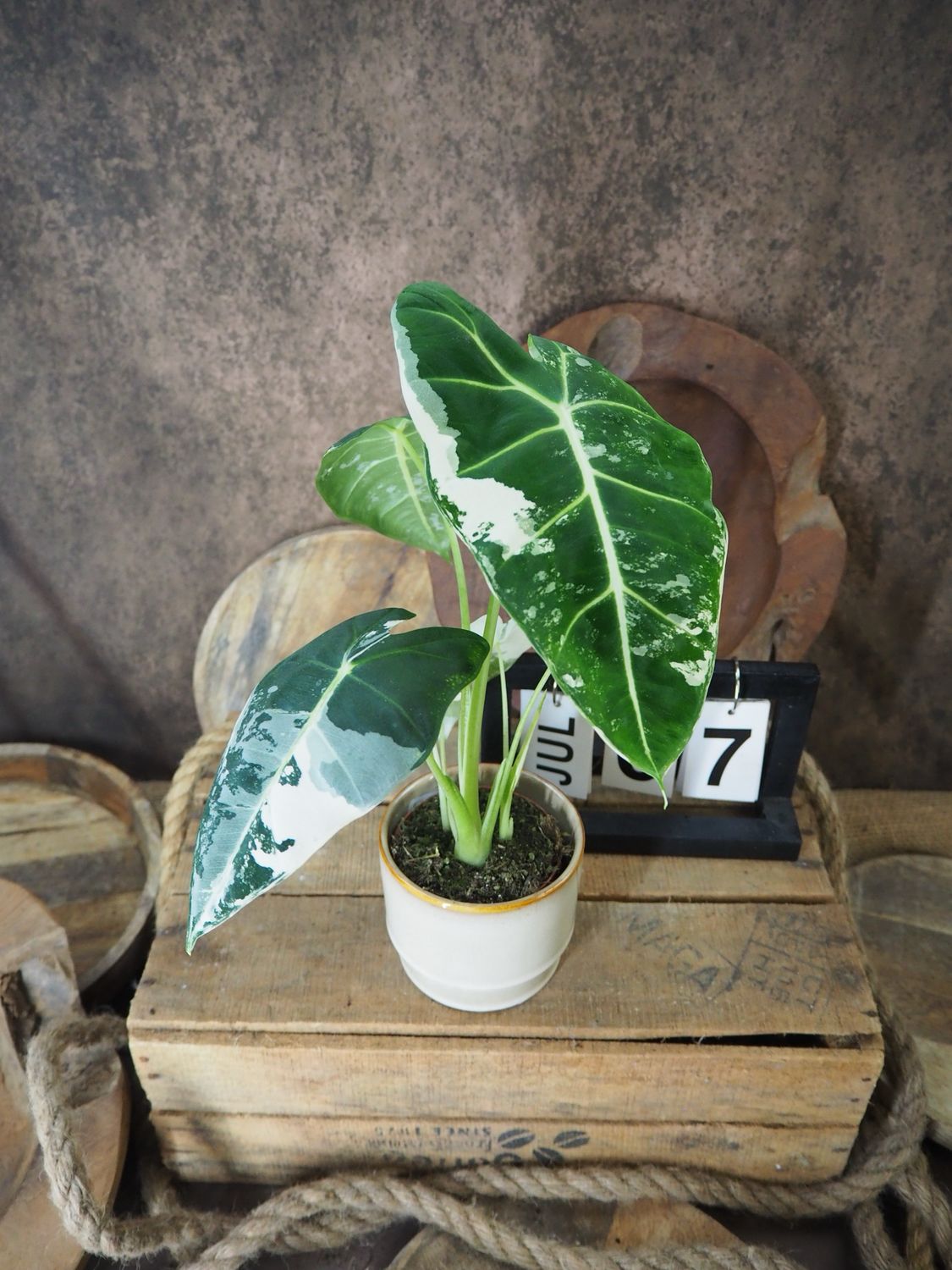 Alocasia Frydek Variegata #S7