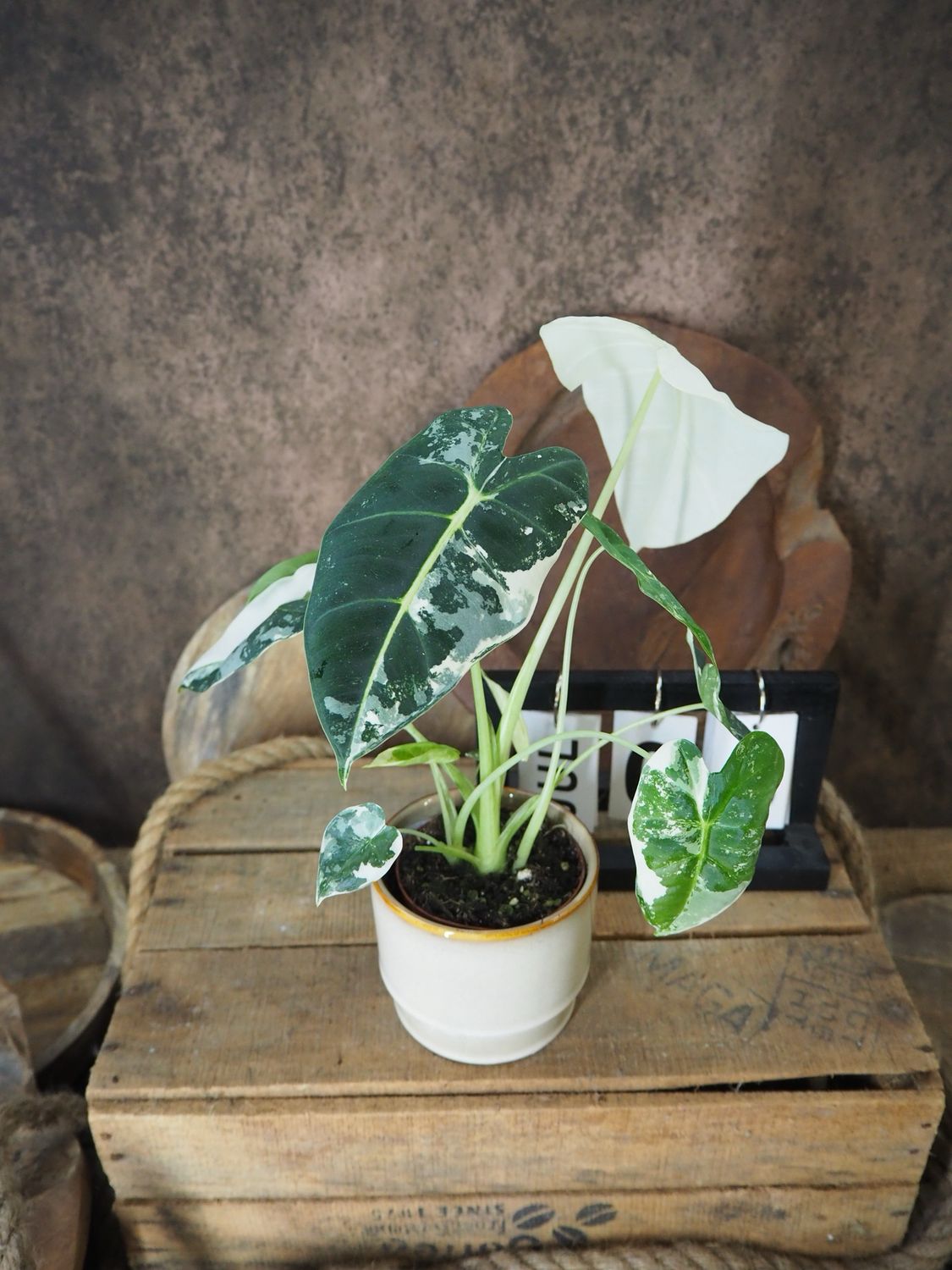 Alocasia Frydek Variegata #S8