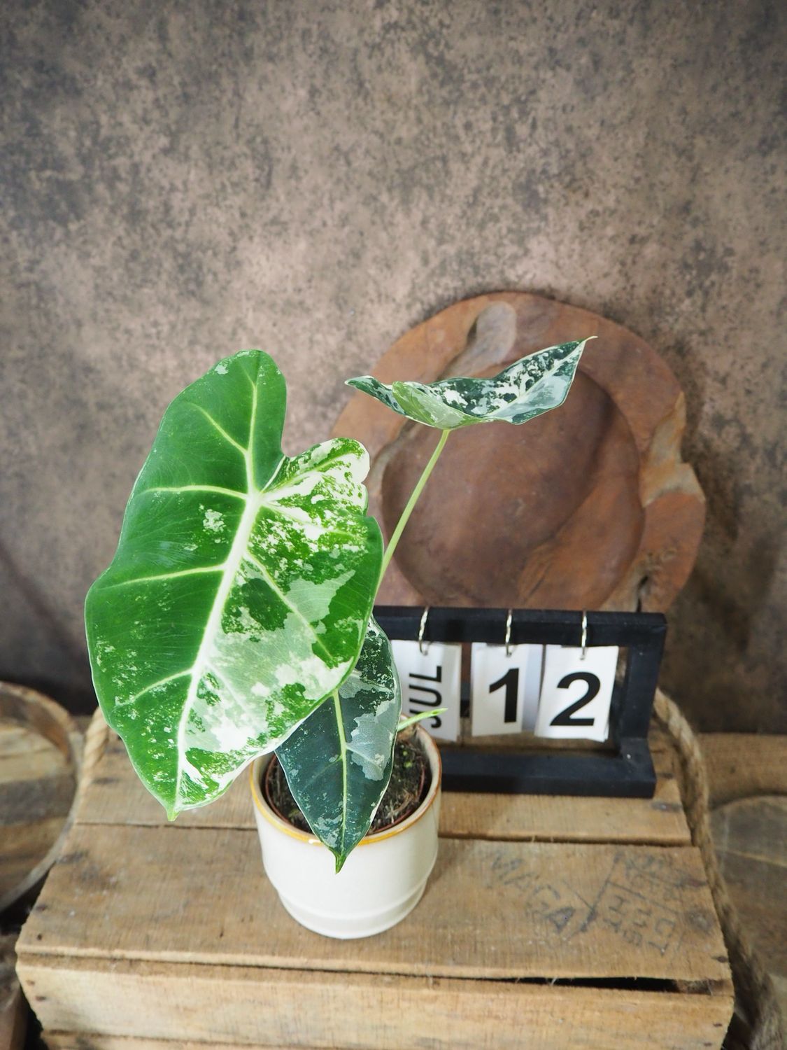 Alocasia Frydek Variegata #S12