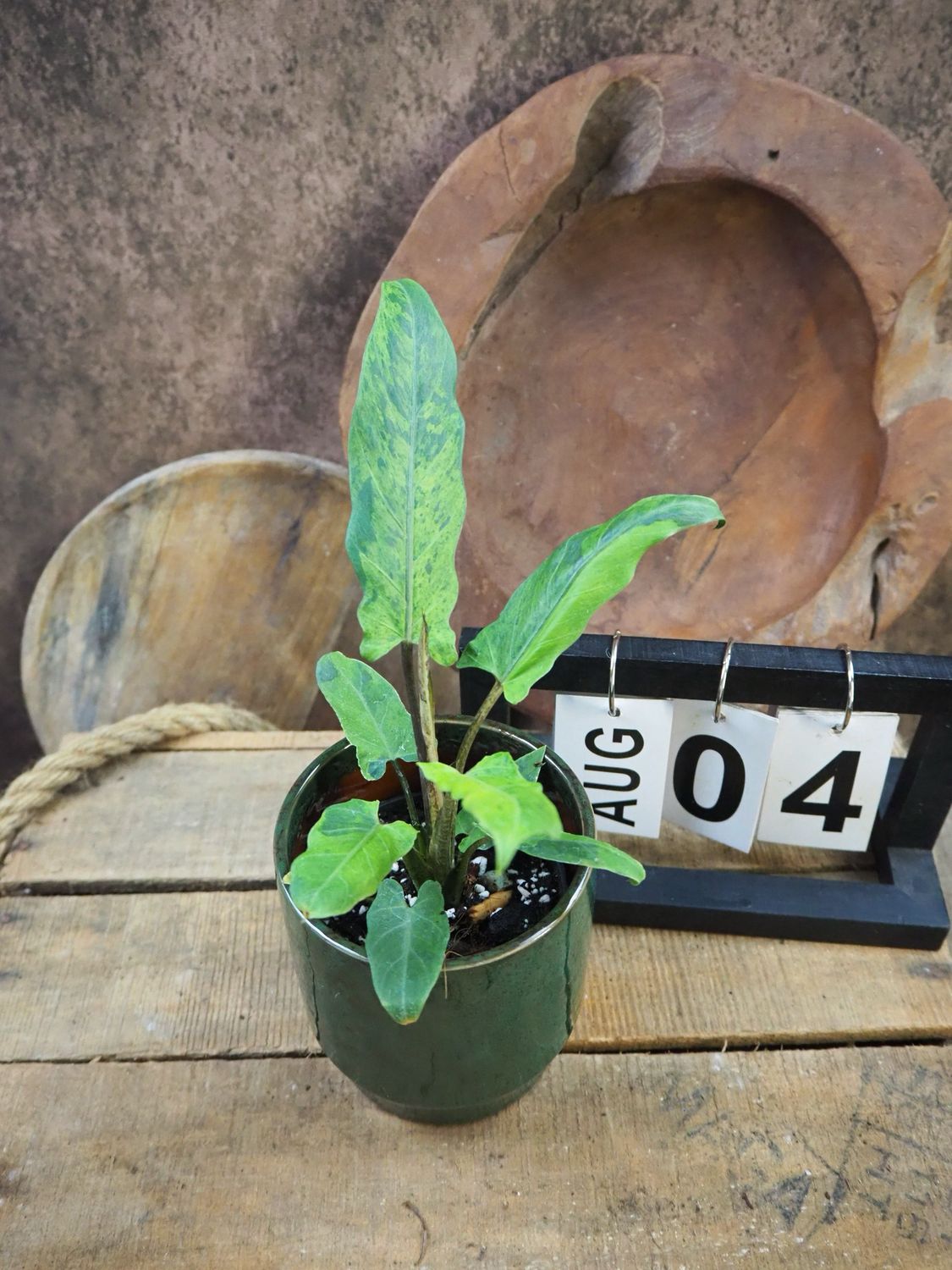 Alocasia Lauterbachiana Variegata #4
