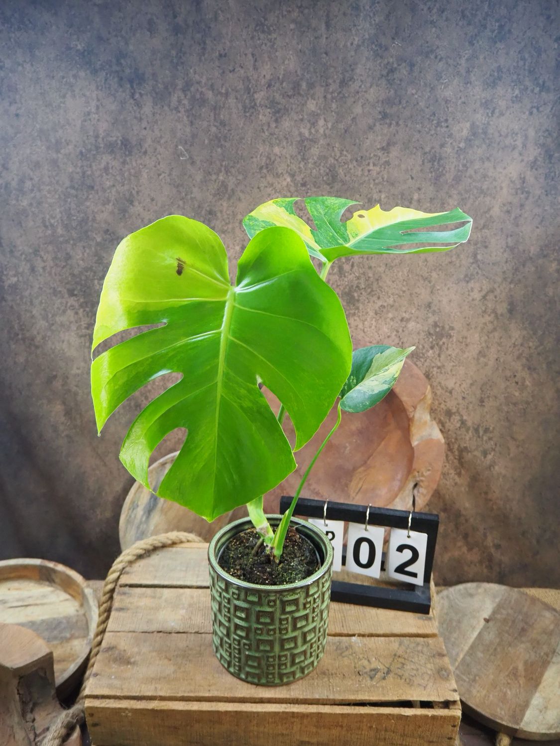 Monstera Deliciosa Aurea Variegata #2