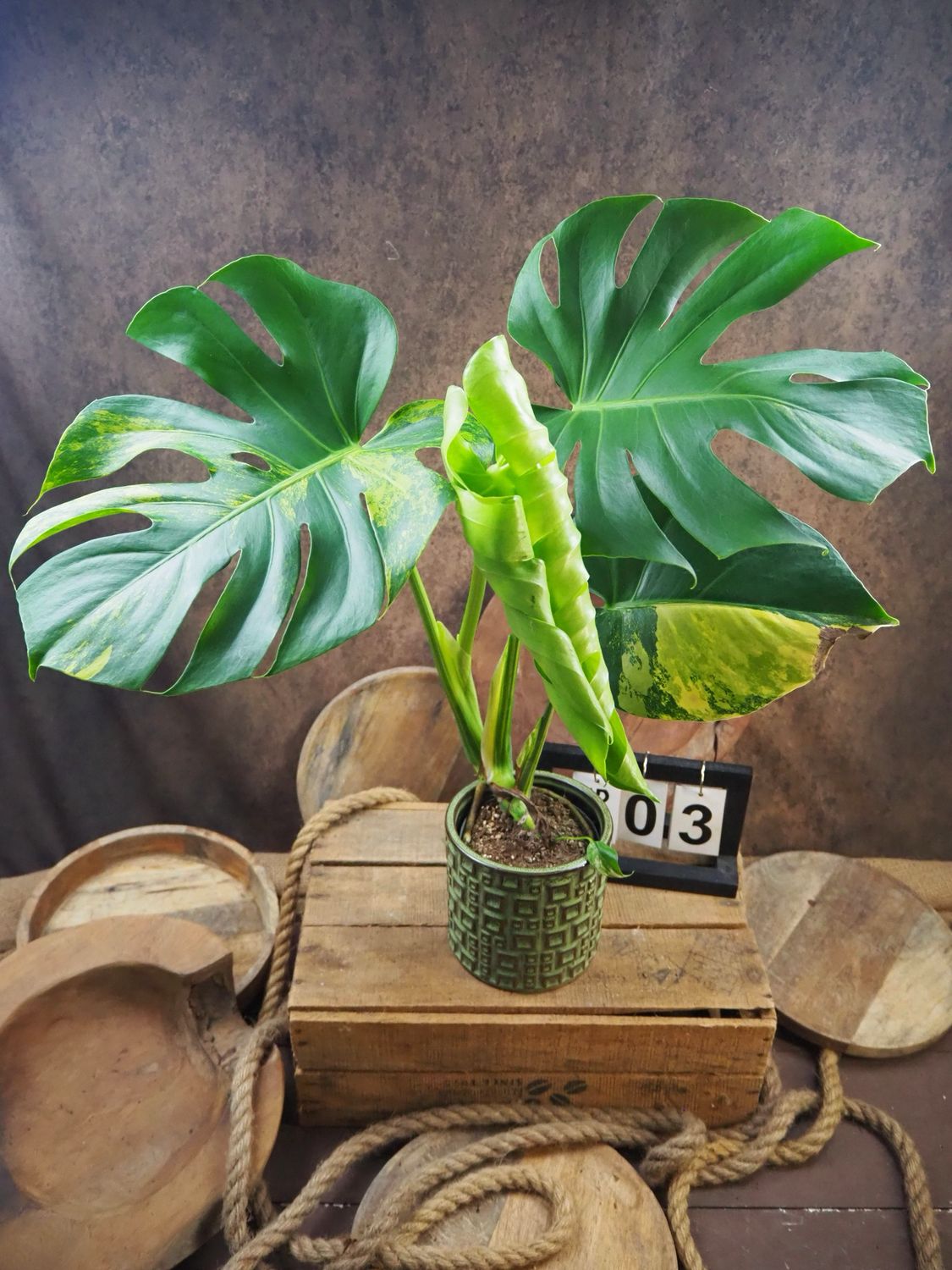 Monstera Deliciosa Aurea Variegata #3