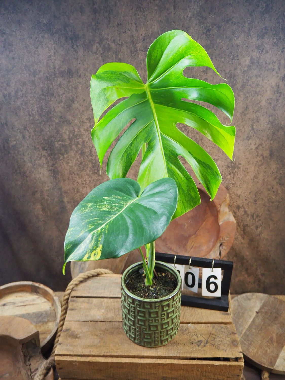 Monstera Deliciosa Aurea Variegata #6