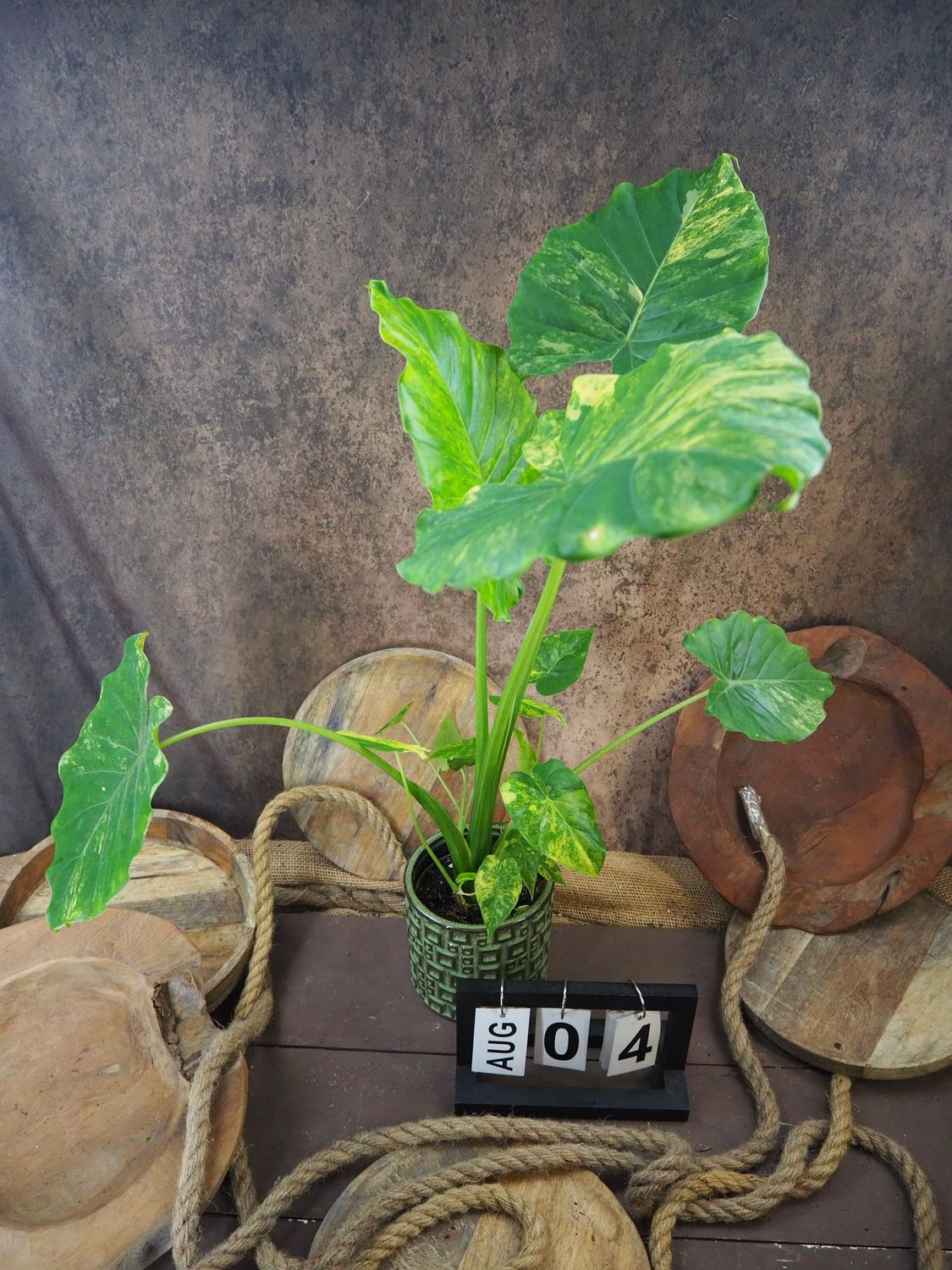 Alocasia gageana Aurea XL #4