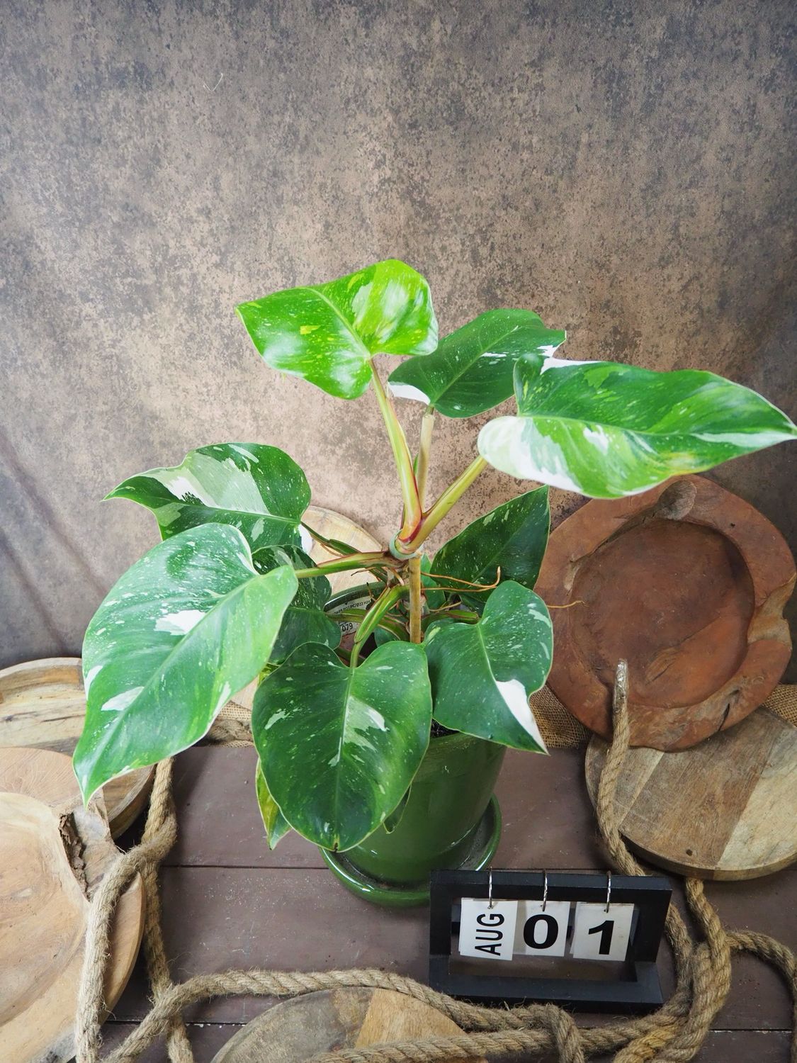 Philodendron Aurea Tricolor #1
