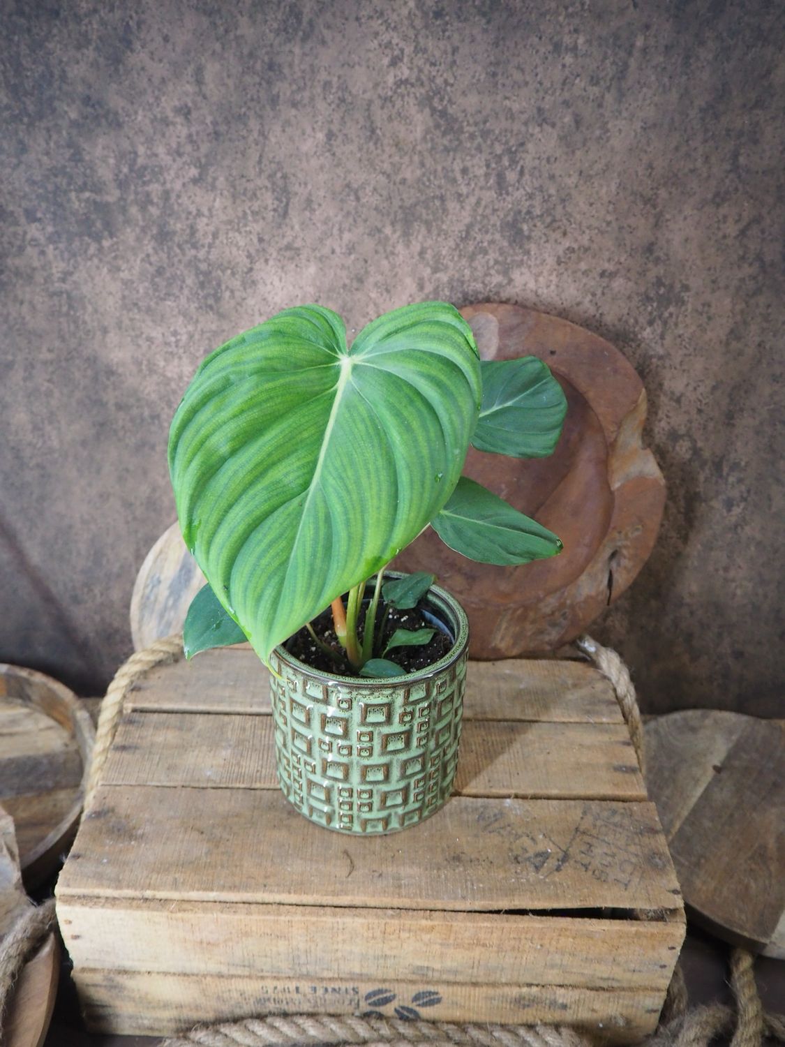 Philodendron Mc Dowell M