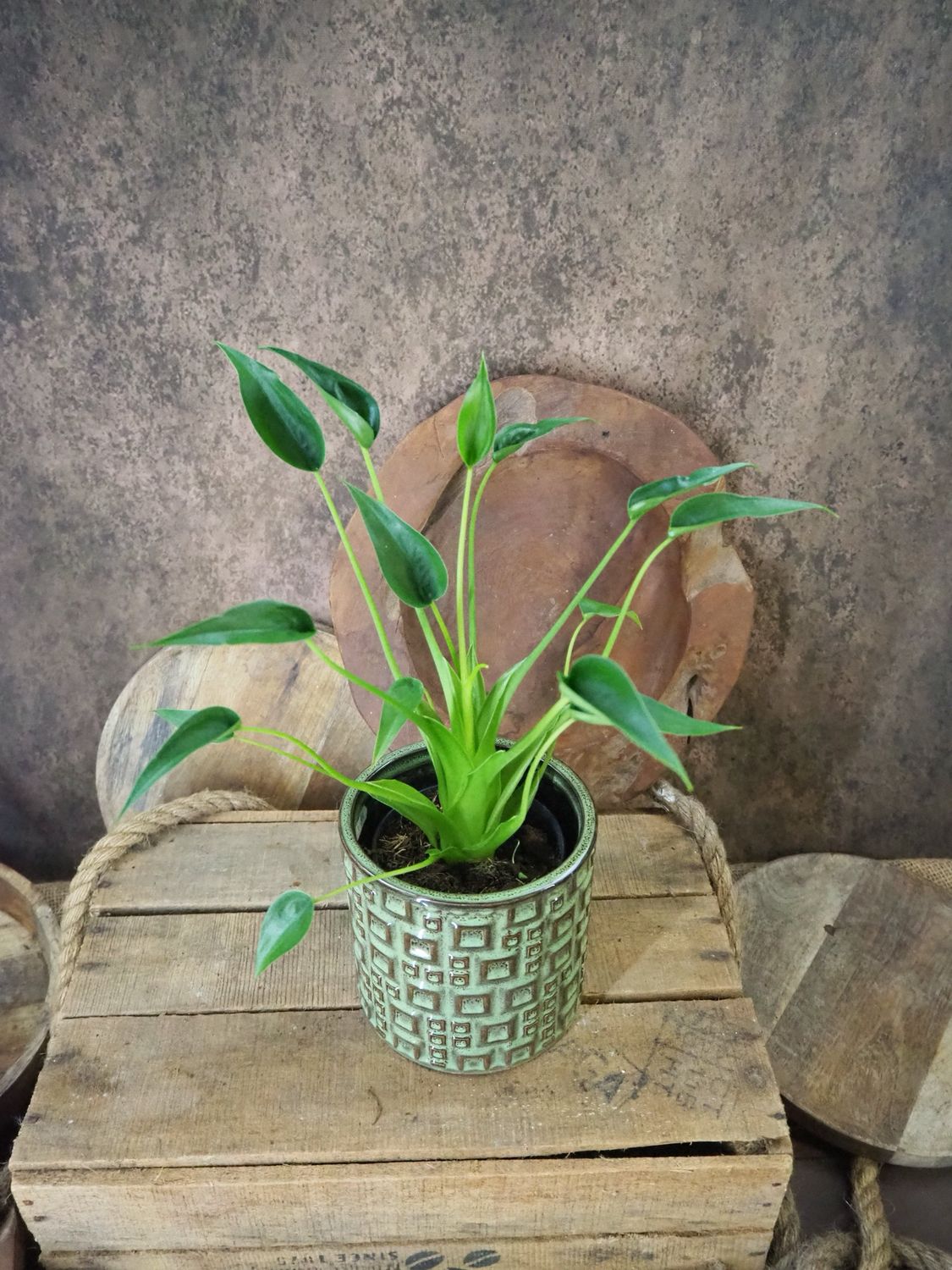 Alocasia Tiny Dancer