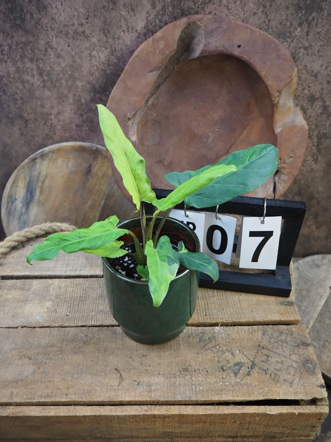 Alocasia Lauterbachiana Variegata #7