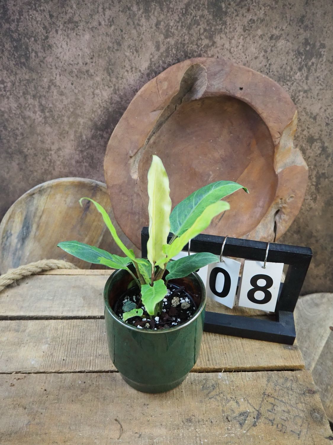 Alocasia Lauterbachiana Variegata #8