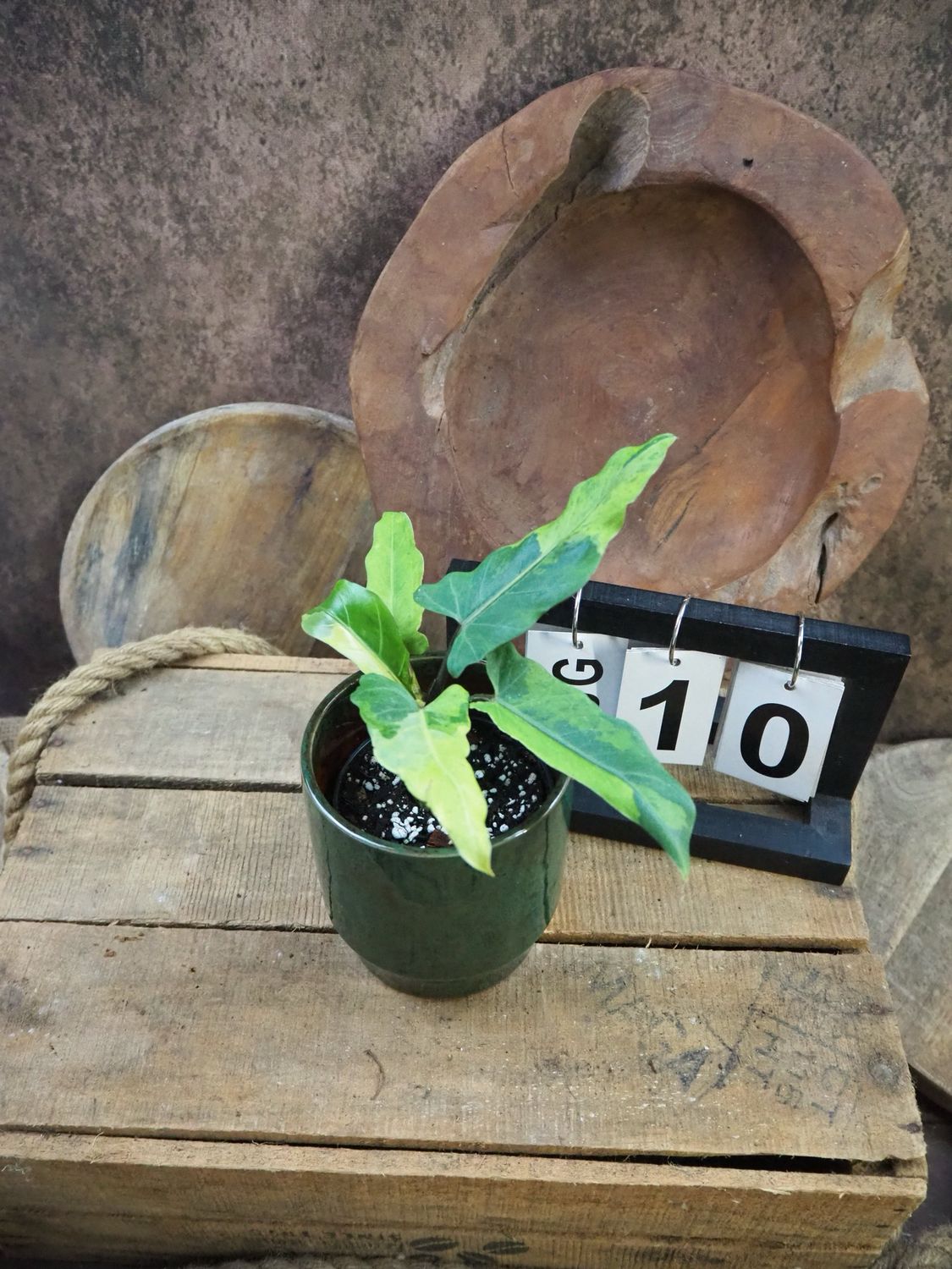 Alocasia Lauterbachiana Variegata #10