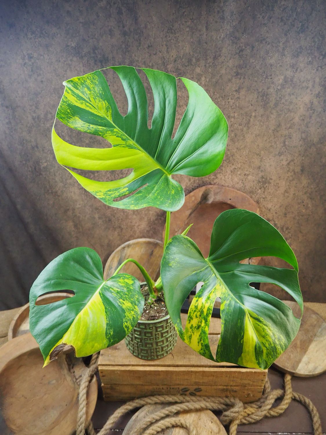 Monstera Deliciosa Aurea Variegata #1