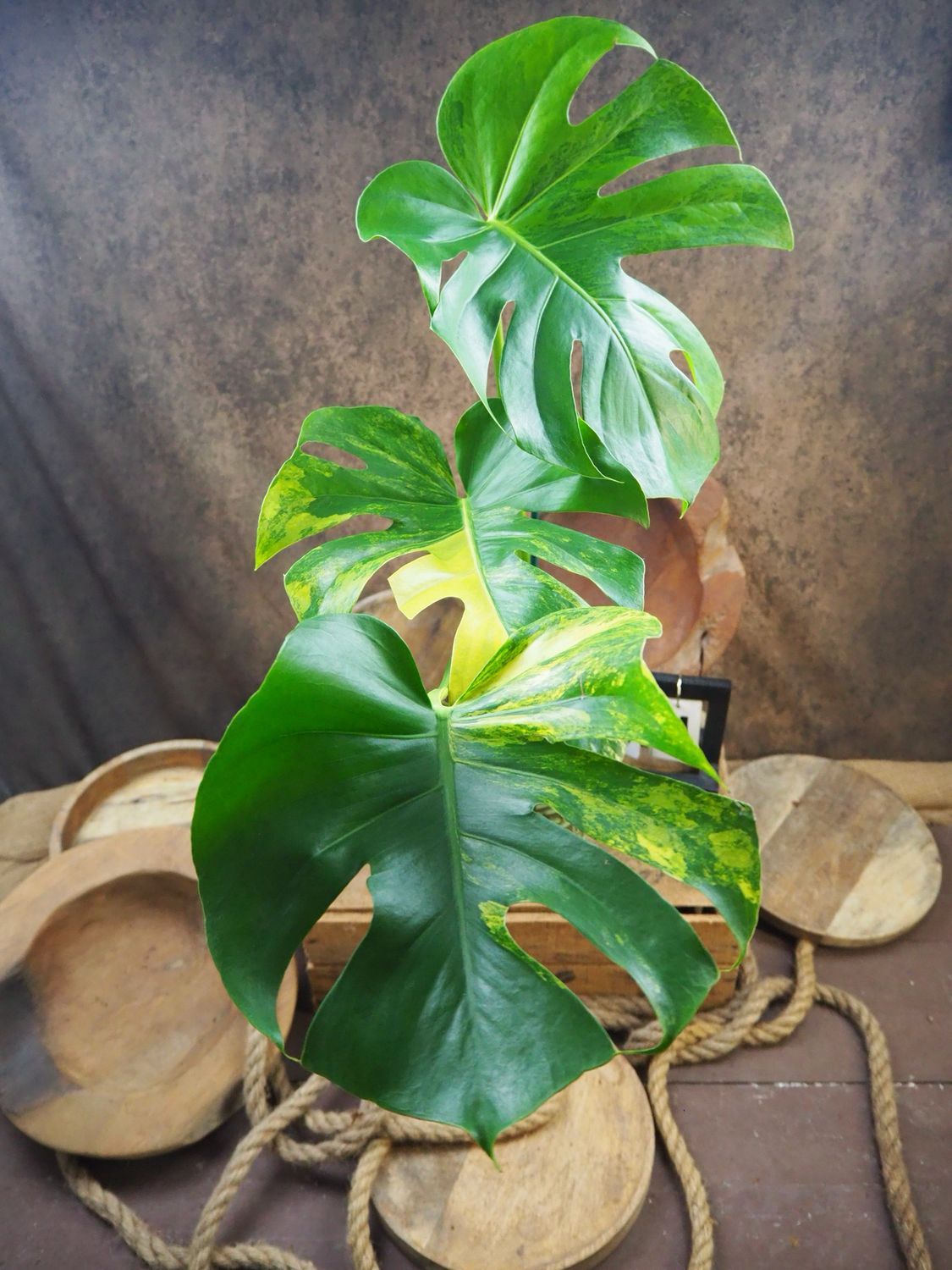 Monstera Deliciosa Aurea Variegata #4