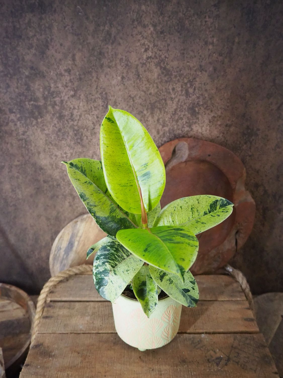 Ficus elastica Shivereana Moonshine Big