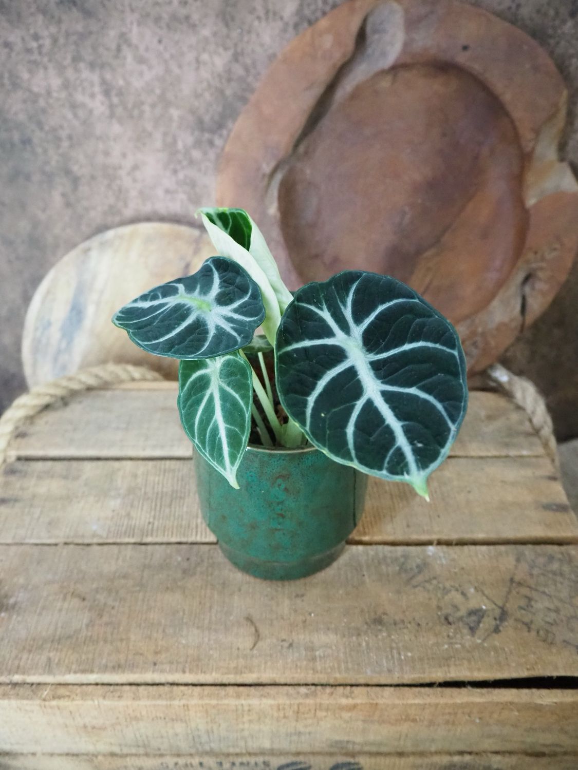 Alocasia Ninja