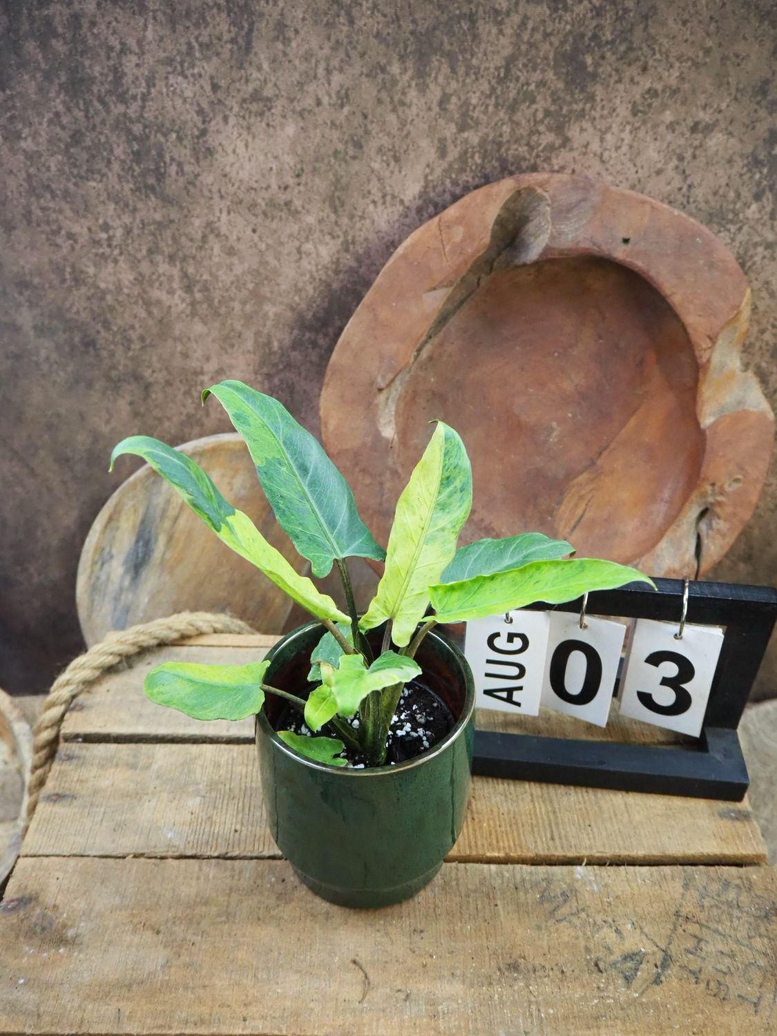 Alocasia Lauterbachiana Variegata #3