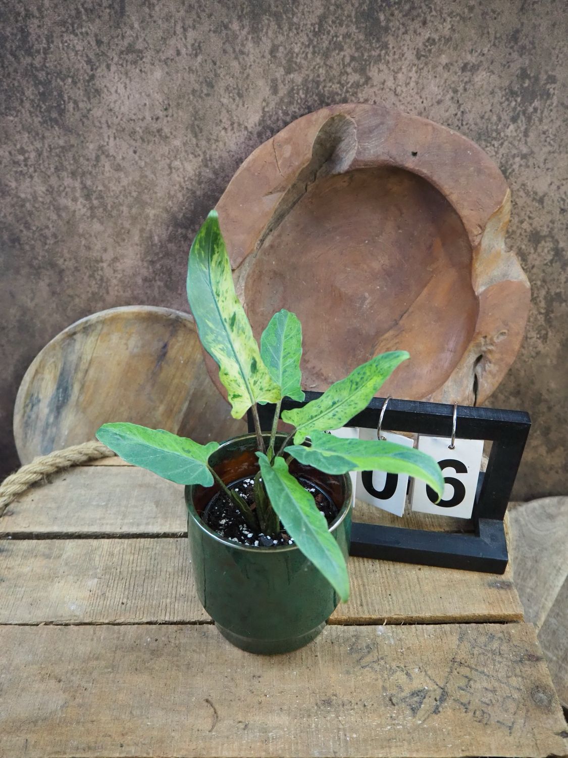 Alocasia Lauterbachiana Variegata #6