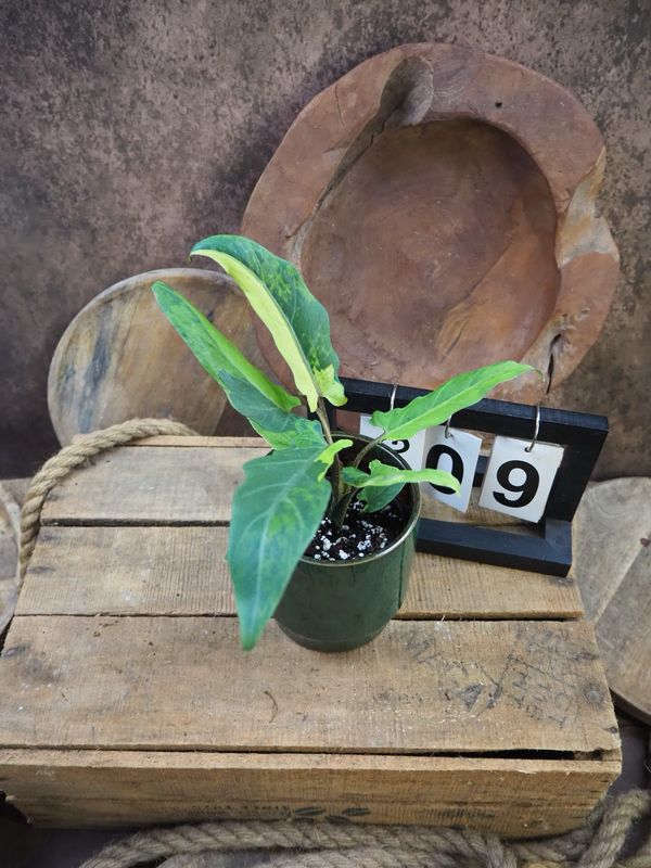 Alocasia Lauterbachiana Variegata #9 Alocasia Lauterbachiana Variegata #9