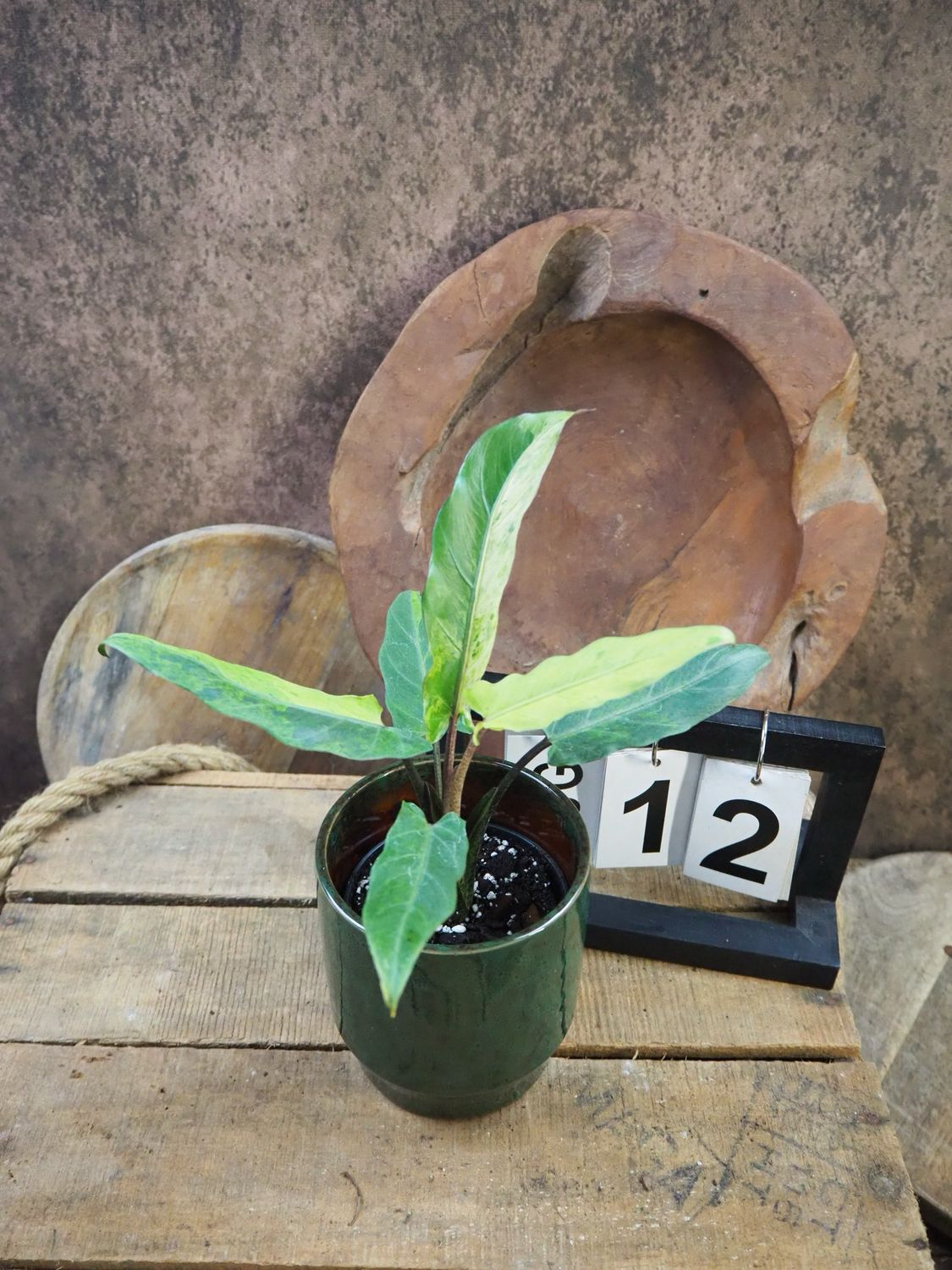 Alocasia Lauterbachiana Variegata #12