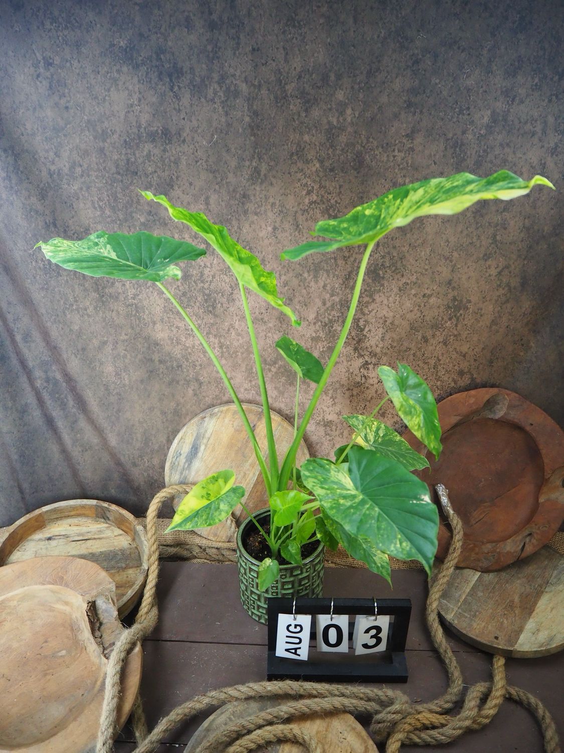 Alocasia gageana Aurea XL #3
