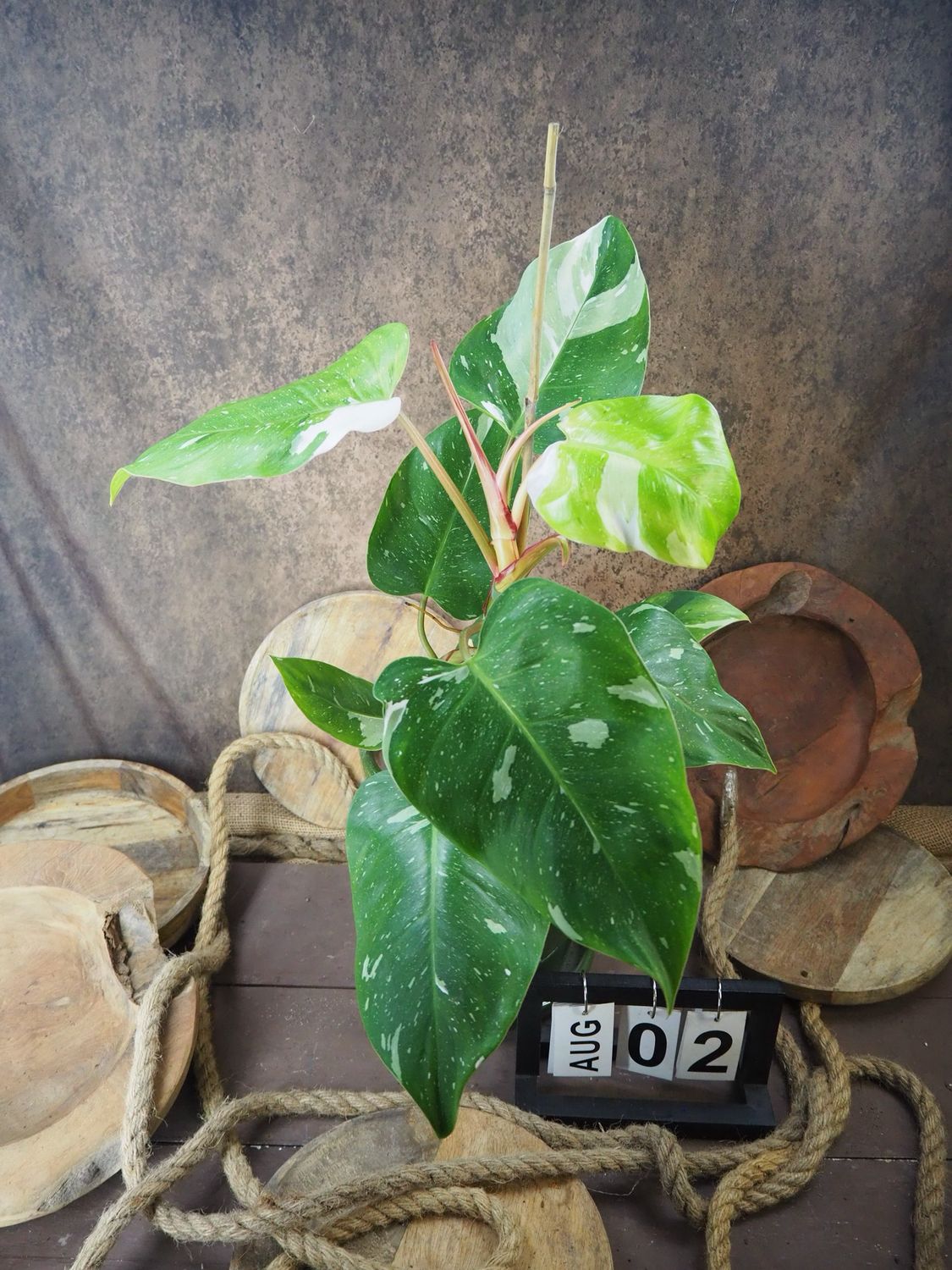 Philodendron Aurea Tricolor #2