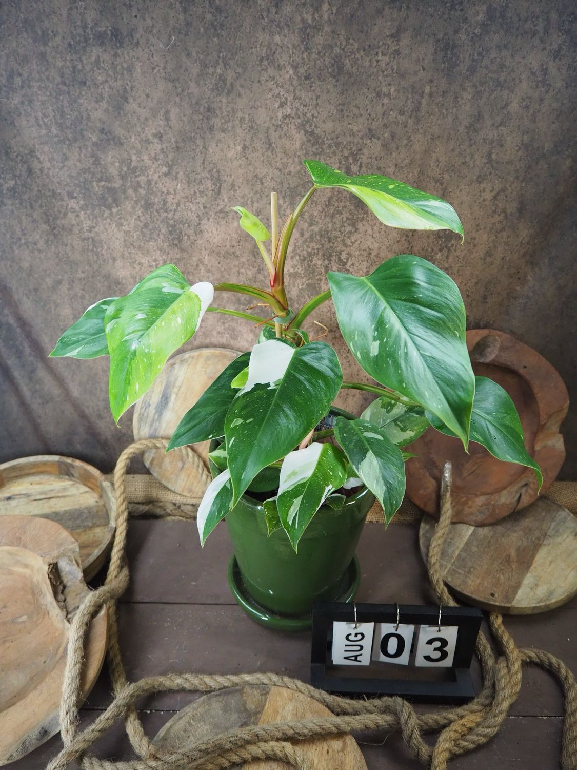 Philodendron Aurea Tricolor #3