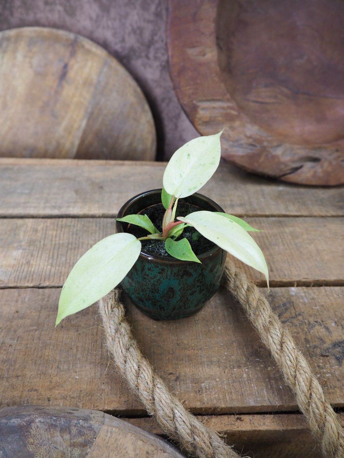 Philodendron Snowdrift Bby