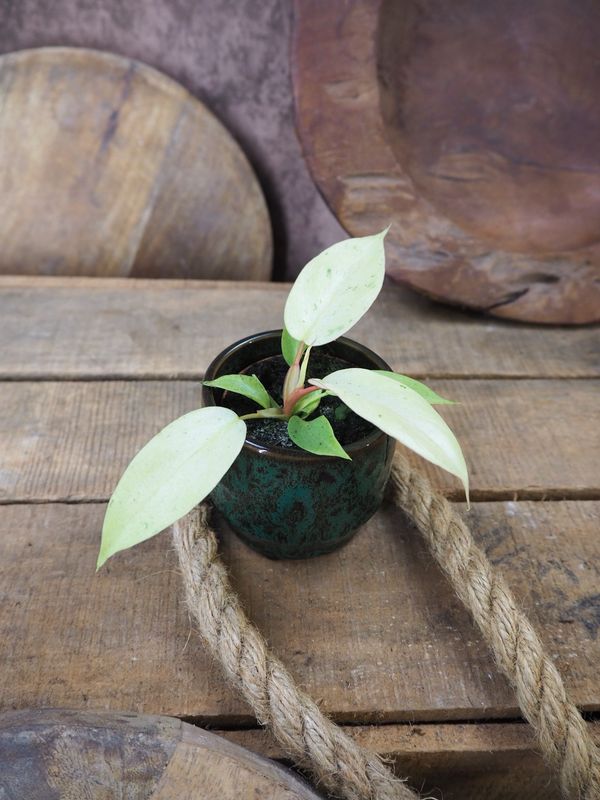Philodendron Snowdrift Bby