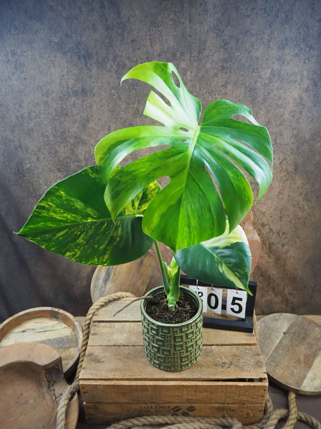 Monstera Deliciosa Aurea Variegata #5